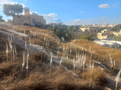חצב מצוי - צילום של Iddo_3270859 - למטייל בישראל (טיולי) 2