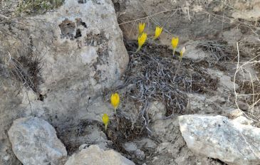 חלמוניות בשמורת רכס בוקר - הנגב הקדים את הגולן: החלה פריחת החלמוניות ברכס בוקר (2)