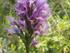 סחלב שלוש השיניים - צילום של flowerlover - למטייל בישראל (טיולי)