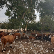 תמונה מתוך למטייל בישראל (טיולי)