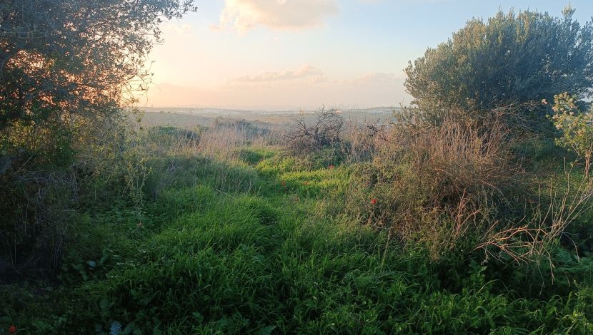 גבעת ברפיליה במודיעין (1)