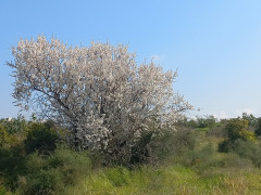 שקד מצוי - צילום של Iddo_3270859 - למטייל בישראל (טיולי) 3