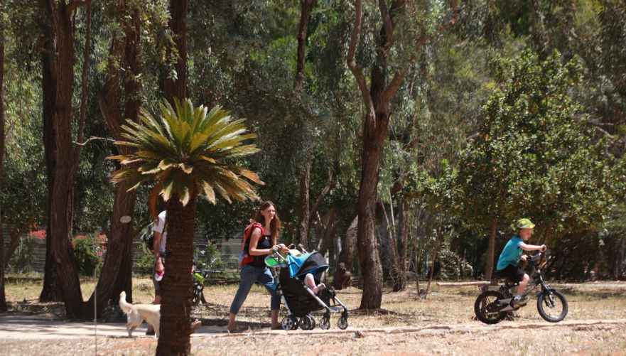 הארבורטום הלאומי ביער האילנות | צילום: יוסי זמיר / ארכיון הצילומים קקל