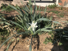 חבצלת החוף - צילום של Limor_3667336 - למטייל בישראל (טיולי) 4