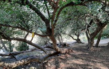 מטיילים בכרמל - 36 שעות בכרמל הירוק: כך גיליתי את הטעמים והצבעים היפים של החורף (3)