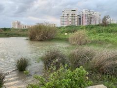 בן-חצב יקינתוני - צילום של אלחי47 - למטייל בישראל (טיולי) 2