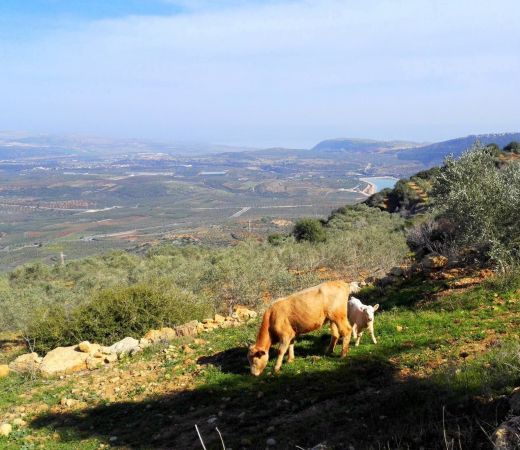 תמונה של קסם בלב הגלילים: יומיים בין הגליל העליון לתחתון - למטייל בישראל (טיולי)