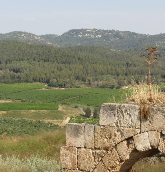 תמונה של מתגבשים ומעלים אדרנלין: 7 רעיונות ליום של כיף קבוצתי באזור לטרון - למטייל בישראל (טיולי)