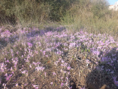 סתוונית היורה - צילום של Iddo_3270859 - למטייל בישראל (טיולי) 8