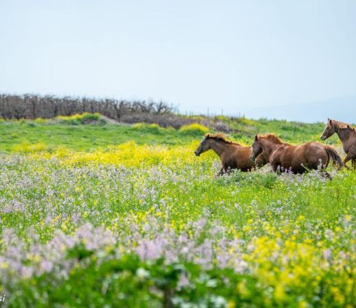 תמונה של פסח פרח: טיולי פריחות מדהימים וצבעוניים - למטייל בישראל (טיולי)