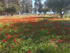 כלנית מצויה - צילום של Iddo_3270859 - למטייל בישראל (טיולי) 2