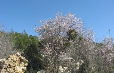 דבקון הזית על עץ שקד - דבקון הזית (2)