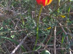 צבעוני ההרים - צילום של עידו מגן - למטייל בישראל (טיולי)