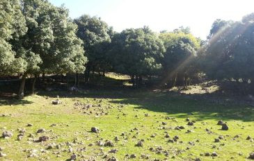 הג'ובה הגדולה (3)