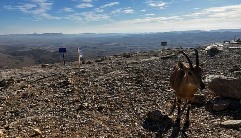 תמונה של מצפור המכתש במצפה רמון - למטייל בישראל (טיולי)