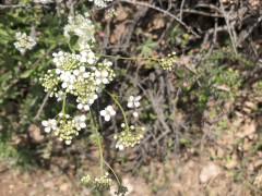 שלטה צרת-עלים - צילום של אלחי47 - למטייל בישראל (טיולי)