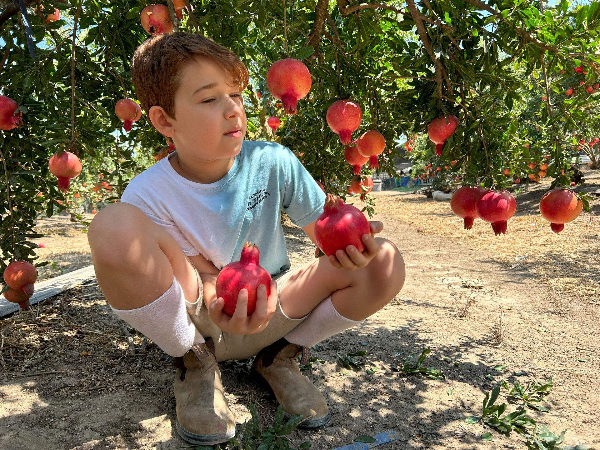 קטיף רימונים באגרונן. צילום באדיבות המקום
