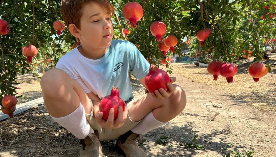קטיף רימונים באגרונן. צילום באדיבות המקום