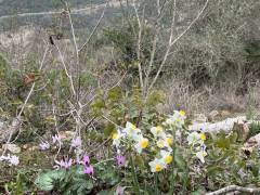רקפת מצויה - צילום של אלחי47 - למטייל בישראל (טיולי) 2