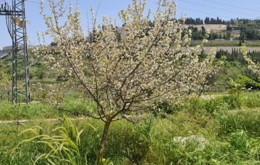 טיול בנחל חלילים - פריטור פריחה בעיינות תלם ונחל חלילים (2)