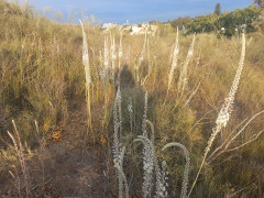 חצב מצוי - צילום של Iddo_3270859 - למטייל בישראל (טיולי) 9