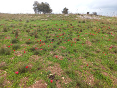 כלנית מצויה - צילום של Iddo_3270859 - למטייל בישראל (טיולי) 7
