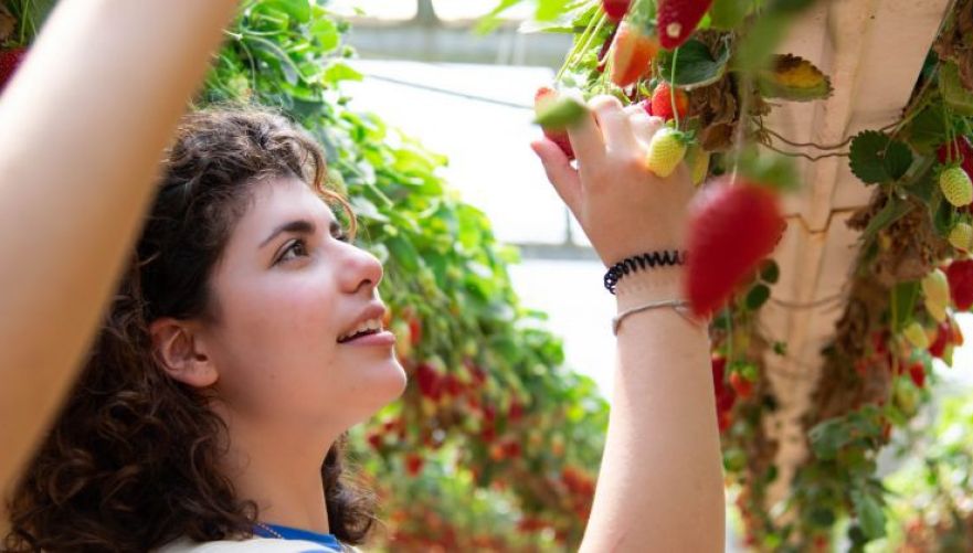 תותים בגובה העיניים | צילום: נעמה כספי