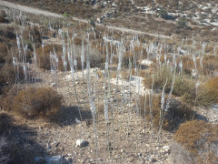 חצב מצוי - צילום של Iddo_3270859 - למטייל בישראל (טיולי) 6
