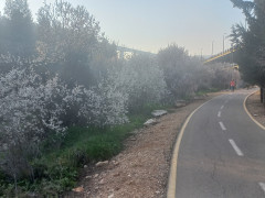 שקד מצוי - צילום של Iddo_3270859 - למטייל בישראל (טיולי) 6