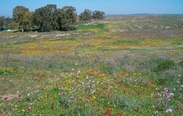 מסלול אופניים ביער בארי - סינגל יער בארי: מסלולי אופניים לכל המשפחה (3)