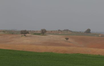 בתרונות בארי (3)