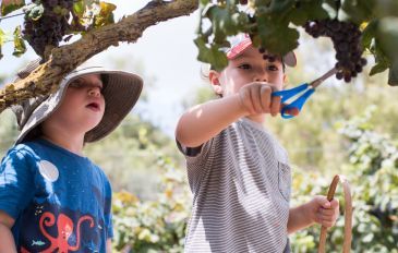 בואו להכין יין: פסטיבל בוצרים ונהנים במשק אופיר (3)