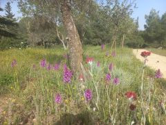 בן-סחלב צריפי - צילום של Iddo_3270859 - למטייל בישראל (טיולי) 2