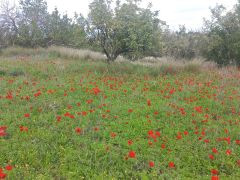 כלנית מצויה - צילום של Iddo_3270859 - למטייל בישראל (טיולי) 8