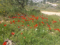 נורית אסיה - צילום של Iddo_3270859 - למטייל בישראל (טיולי) 4