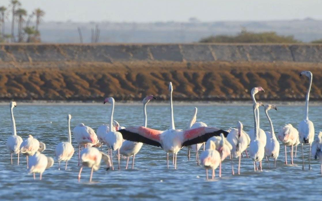 ציפורי פלמינגו באילת. צילום: נעם וייס