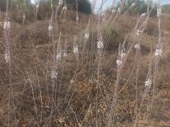 חצב מצוי - צילום של Iddo_3270859 - למטייל בישראל (טיולי)