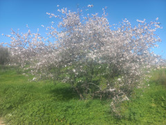 שקד מצוי - צילום של Iddo_3270859 - למטייל בישראל (טיולי)