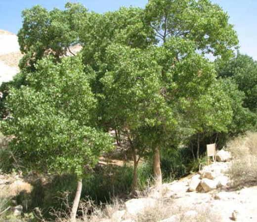 תמונה של צפצפת הפרת - למטייל בישראל (טיולי)