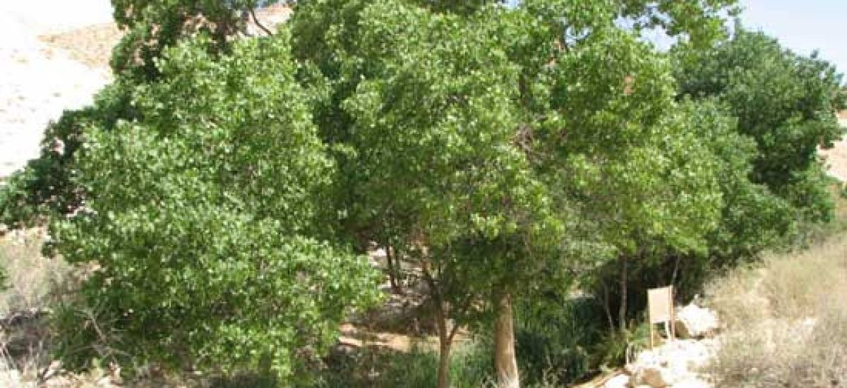 צפצפת הפרת בעין עובדת - צפצפת הפרת (1)