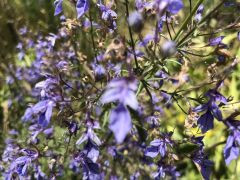 געדה קיפחת - צילום של אלחי47 - למטייל בישראל (טיולי)