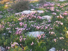 רקפת מצויה - צילום של Iddo_3270859 - למטייל בישראל (טיולי) 3