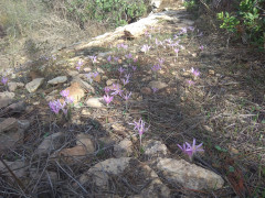 סתוונית היורה - צילום של עידו מגן - למטייל בישראל (טיולי)