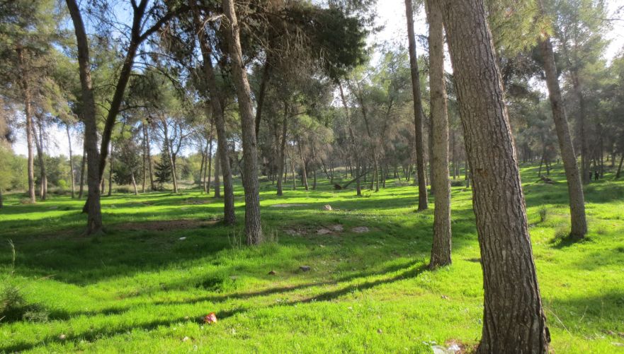 יער קולה | צילום: אינה מנשה