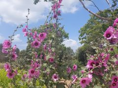 חוטמית זיפנית - צילום של אוהבת הארץ - למטייל בישראל (טיולי) 5