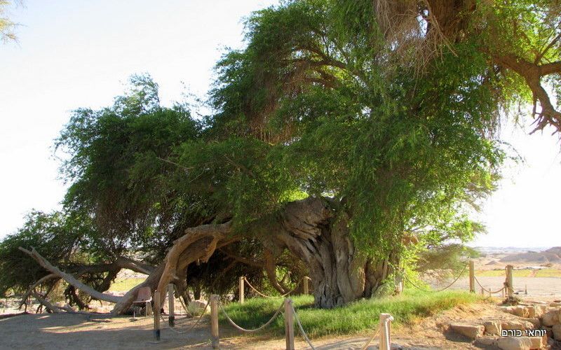 תמונה מתוך תוכן באתר למטייל בישראל (טיולי)