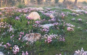 יער המלאכים בשחריה (3)