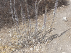חצב מצוי - צילום של Iddo_3270859 - למטייל בישראל (טיולי) 8