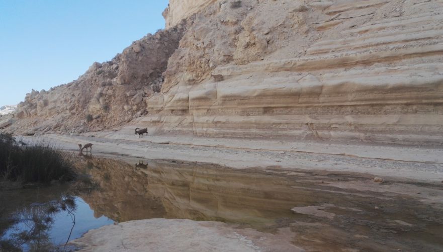 לפגוש יעל | צילום: אינה מנשה