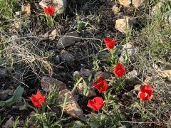 צבעוני ההרים - צילום של אלחי47 - למטייל בישראל (טיולי)